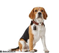 Hunter Dog Collar CODY Alu-Strong Sizes SM/XL