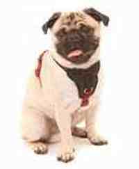 Wolters Professional Comfort Harness Gr. 5, 70-85cm, Graphit