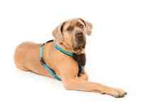 Wolters Professional Comfort Harness Gr. 5, 70-85cm, Graphit