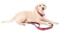 Professional Comfort Fuehrleine, Brombeer, Gr.200cm * 1.5cm
