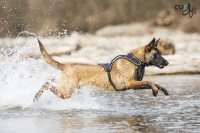 Curli Belka fuer Hunde Gr. L, Schwarz