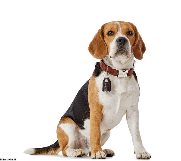 Hunter CODY Hundehalsband ALU-STRONG Bisonleder Gr. M-X L - zum Schliessen ins Bild klicken