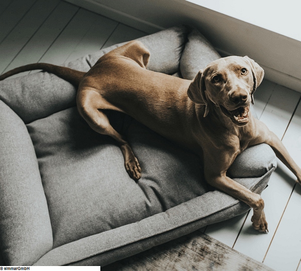 Hunter Prag Hundesofa Easy Clean Gr. S - L - zum Schliessen ins Bild klicken
