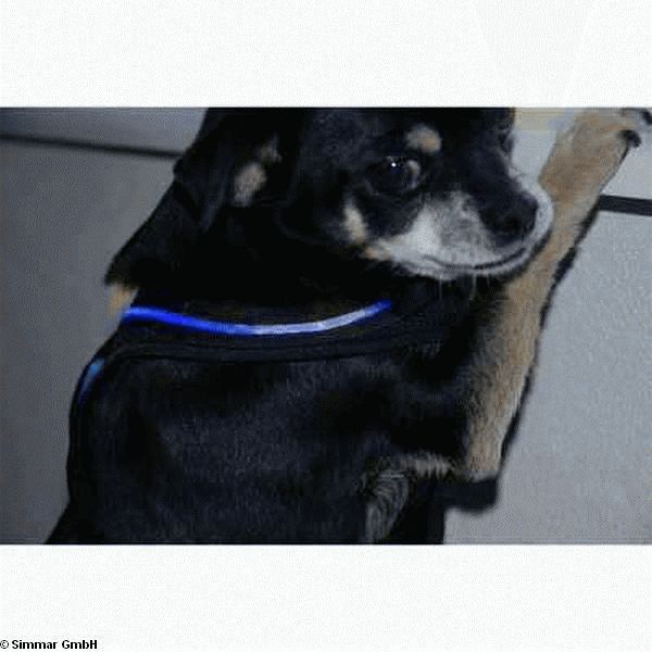 LED Hundegeschirr - zum Schliessen ins Bild klicken