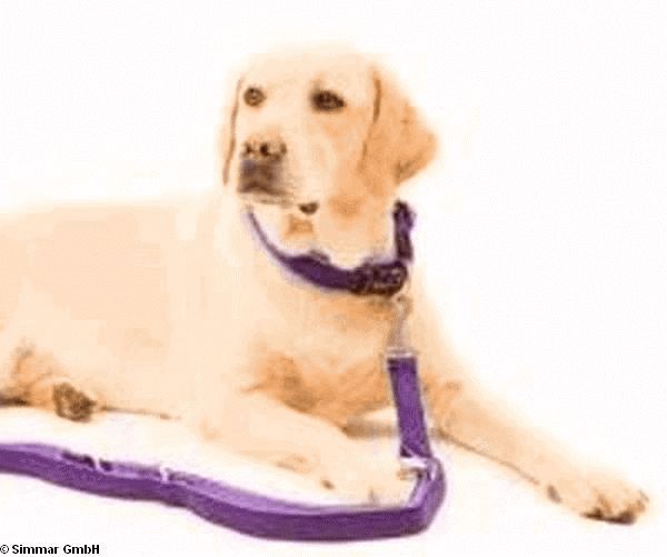 Professional Comfort Fuehrleine, Brombeer, Gr.200cm * 1.5cm - zum Schliessen ins Bild klicken