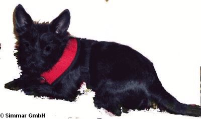 SOFT Geschirr® MESH NECKGUARD pana-ac128 gr. M Rot