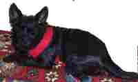 SOFT Geschirr® MESH NECKGUARD pana-ac128 gr. M Rot